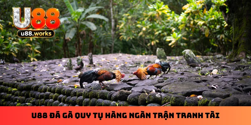 U88 đá gà quy tụ hàng ngàn trận tranh tài U88 đá gà quy tụ hàng ngàn trận tranh tài